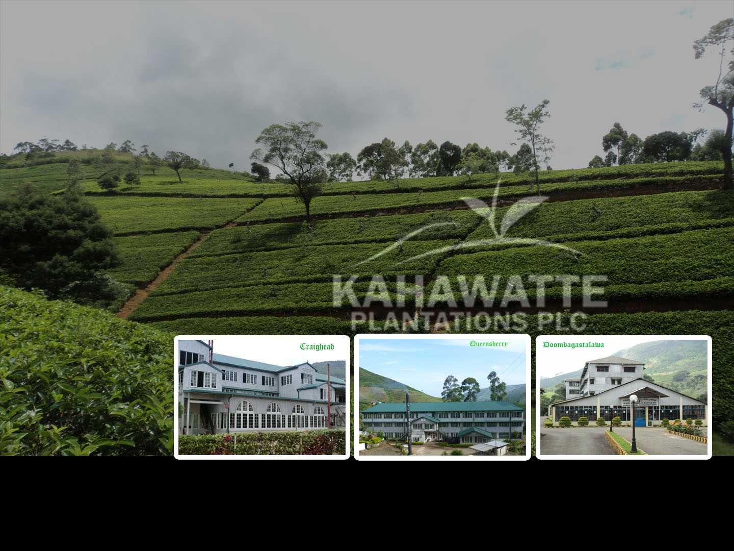 Kahawatte Plantations PLC: Latest Financial Performance 1Q 2024