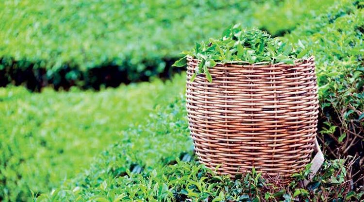 Tea Smallholder Factories PLC: Financial performance for year ended 31st March 2024