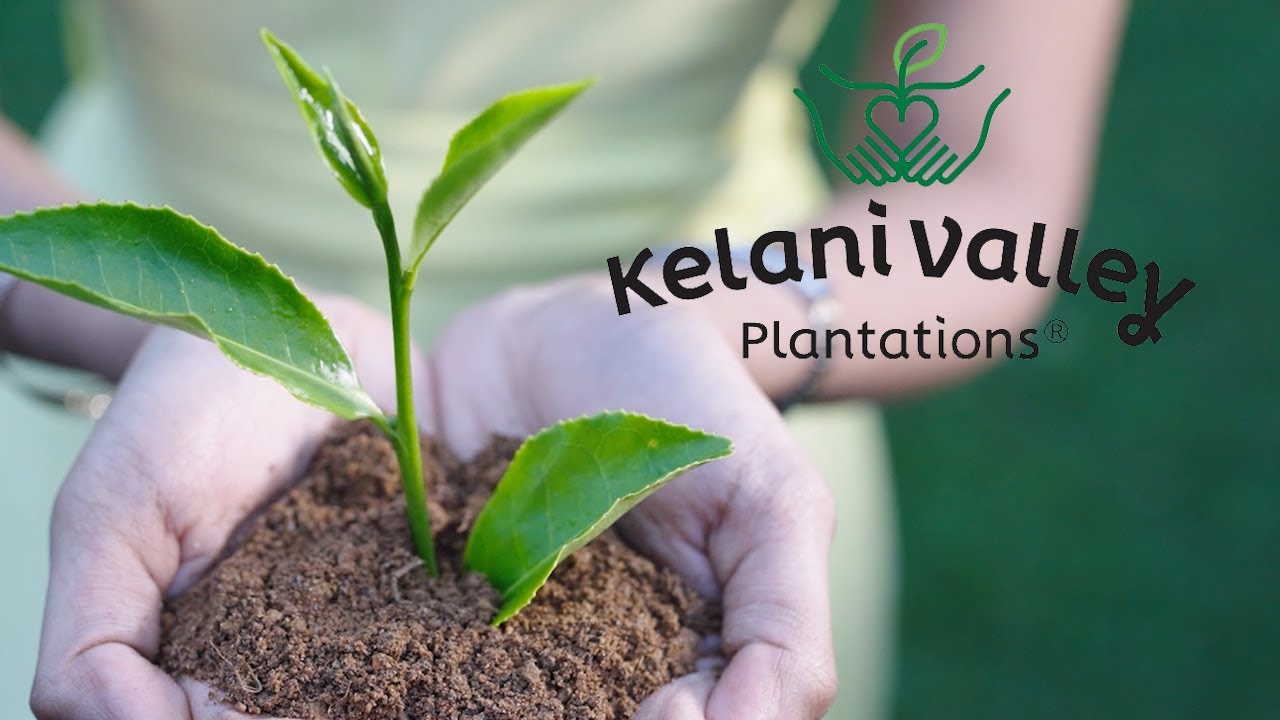 Kelani Valley Plantations PLC: Financial Performance as at 31st March 2024